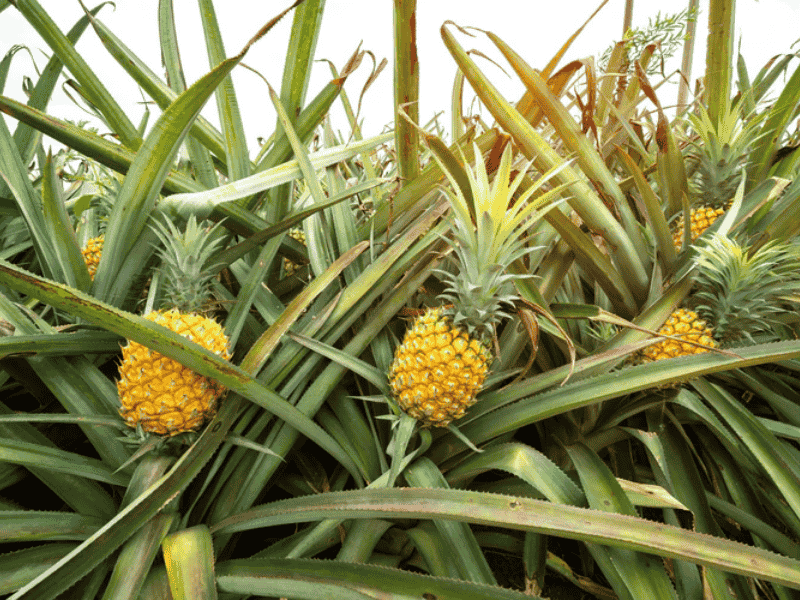 Pineapple Leather (Piñatex)